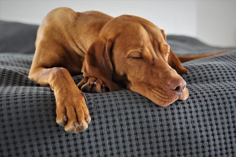 Matratze für Hundebett – Die 15 besten Produkte im Vergleich